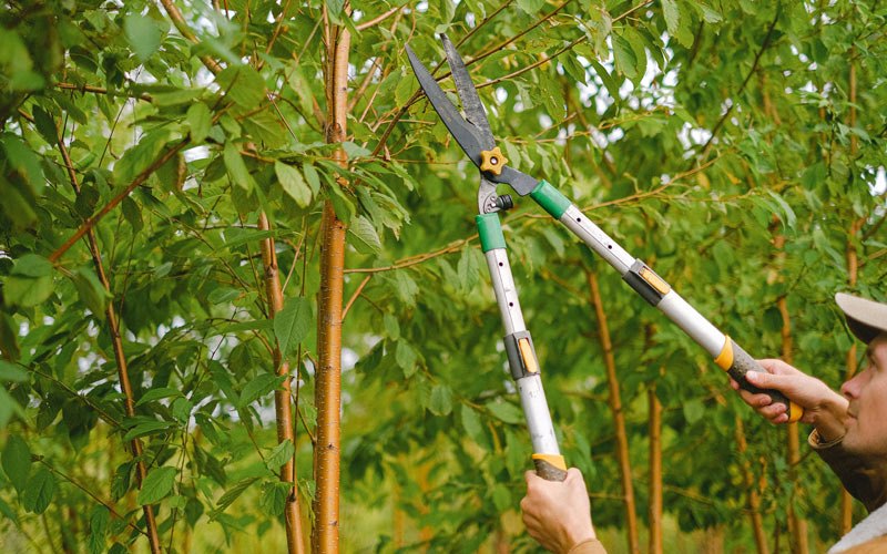 Tree trimming in Chunchula, AL